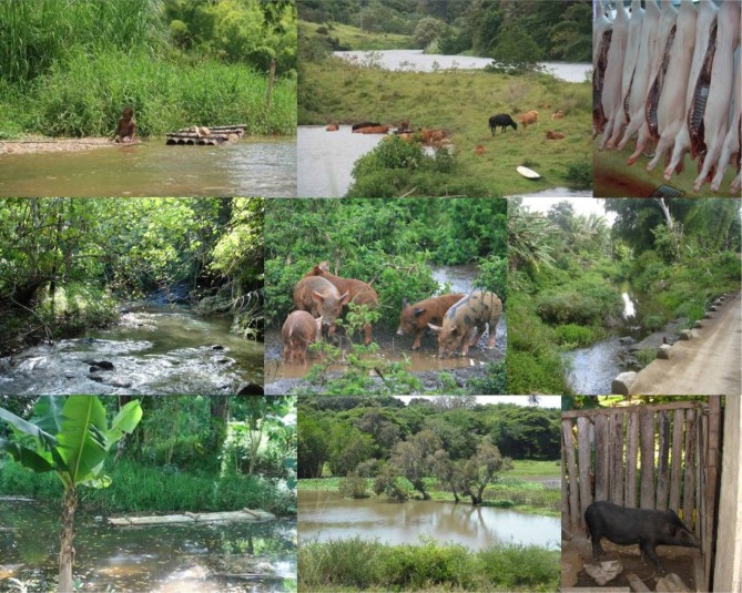 Leptospirosis: risk factors and management challenges in developing countries.