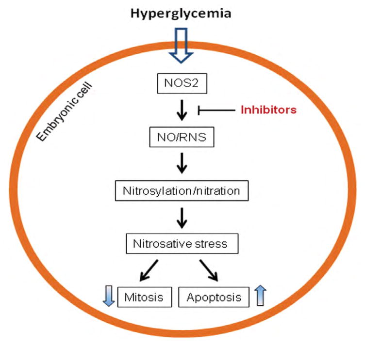 Reevaluation of Antioxidative Strategies for Birth Defect Prevention in Diabetic Pregnancies.