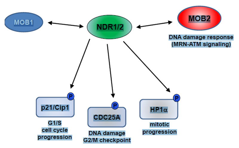 The Possible Crosstalk of MOB2 With NDR1/2 Kinases in Cell Cycle and DNA Damage Signaling.