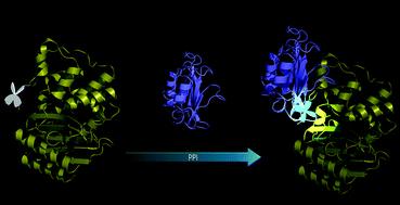 ‘Light up’ protein–protein interaction through bioorthogonal incorporation of a turn-on fluorescent probe into β-lactamase†