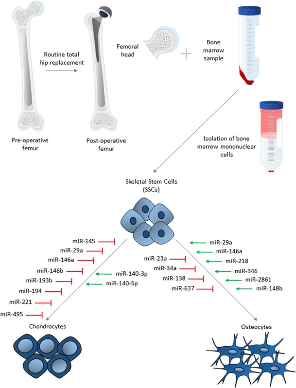 The Potential of microRNAs for Stem Cell-based Therapy for Degenerative Skeletal Diseases.