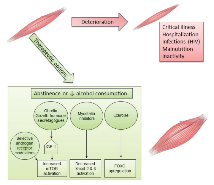 Alcoholic Myopathy: Pathophysiologic Mechanisms and Clinical Implications.