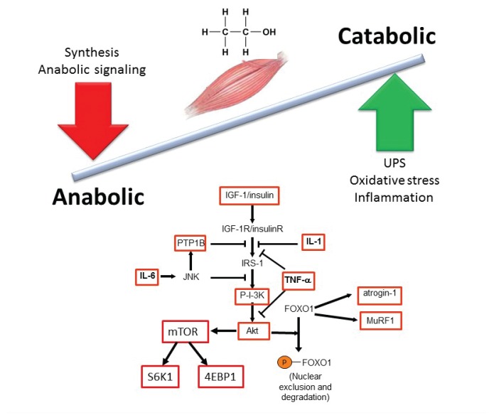 Alcoholic Myopathy: Pathophysiologic Mechanisms and Clinical Implications.