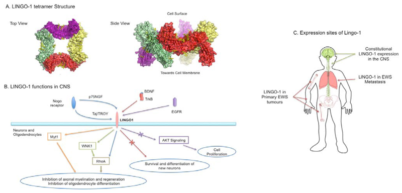 LINGO-1 is a New Therapy Target and Biomarker for Ewing Sarcoma.