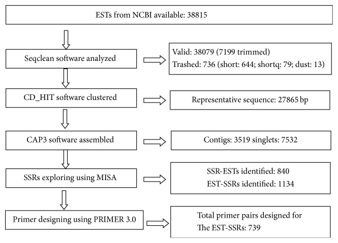 Systemic Identification of <i>Hevea brasiliensis</i> EST-SSR Markers and Primer Screening.