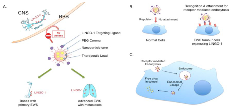 LINGO-1 is a New Therapy Target and Biomarker for Ewing Sarcoma.