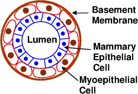 Non-randomness of the anatomical distribution of tumors.