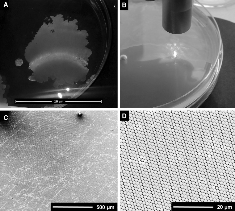 Crosslinking of floating colloidal monolayers.