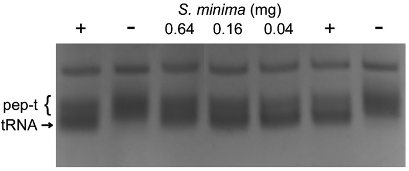 Expedited isolation of natural product peptidyl-tRNA hydrolase inhibitors from a Pth1 affinity column.