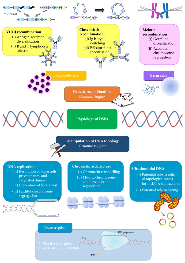 Physiological Roles of DNA Double-Strand Breaks.