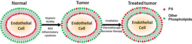 Phosphatidylserine-Targeted Nanotheranostics for Brain Tumor Imaging and Therapeutic Potential.