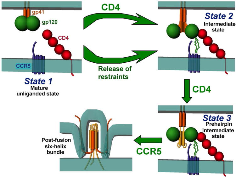 An entry-competent intermediate state of the HIV-1 envelope glycoproteins.