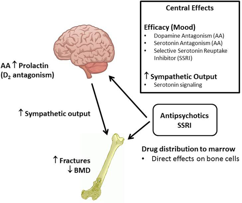 Elucidating the Mechanism(s) Underlying Antipsychotic and Antidepressant-Mediated Fractures.