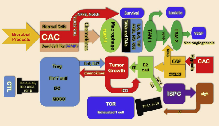 Initiative action of tumor-associated macrophage during tumor metastasis