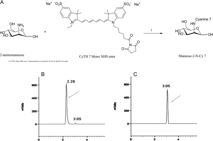 Targeted Imaging of Tumor-Associated Macrophages by Cyanine 7-Labeled Mannose in Xenograft Tumors.