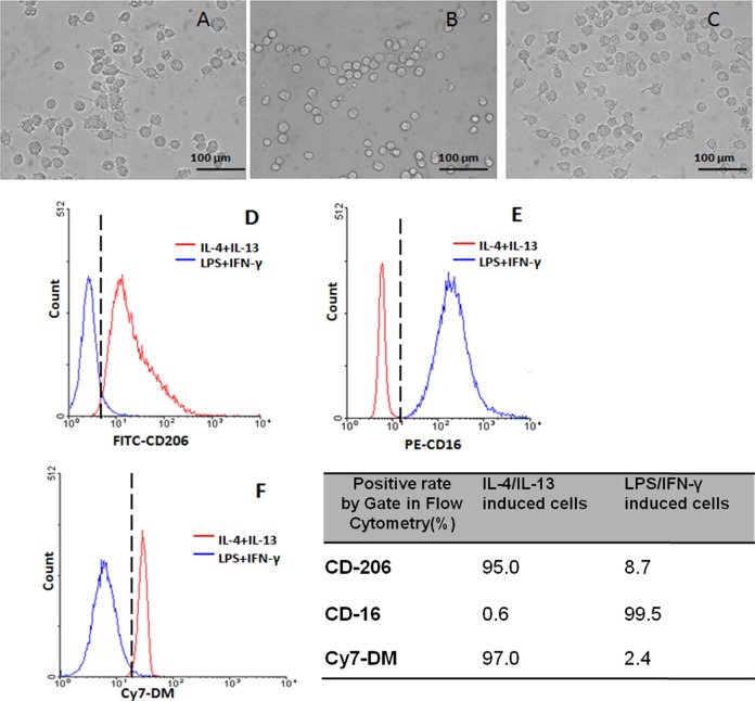 Targeted Imaging of Tumor-Associated Macrophages by Cyanine 7-Labeled Mannose in Xenograft Tumors.