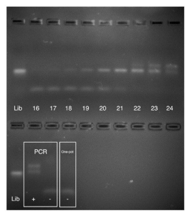 Selection of DNA Aptamers for Ovarian Cancer Biomarker CA125 Using One-Pot SELEX and High-Throughput Sequencing.