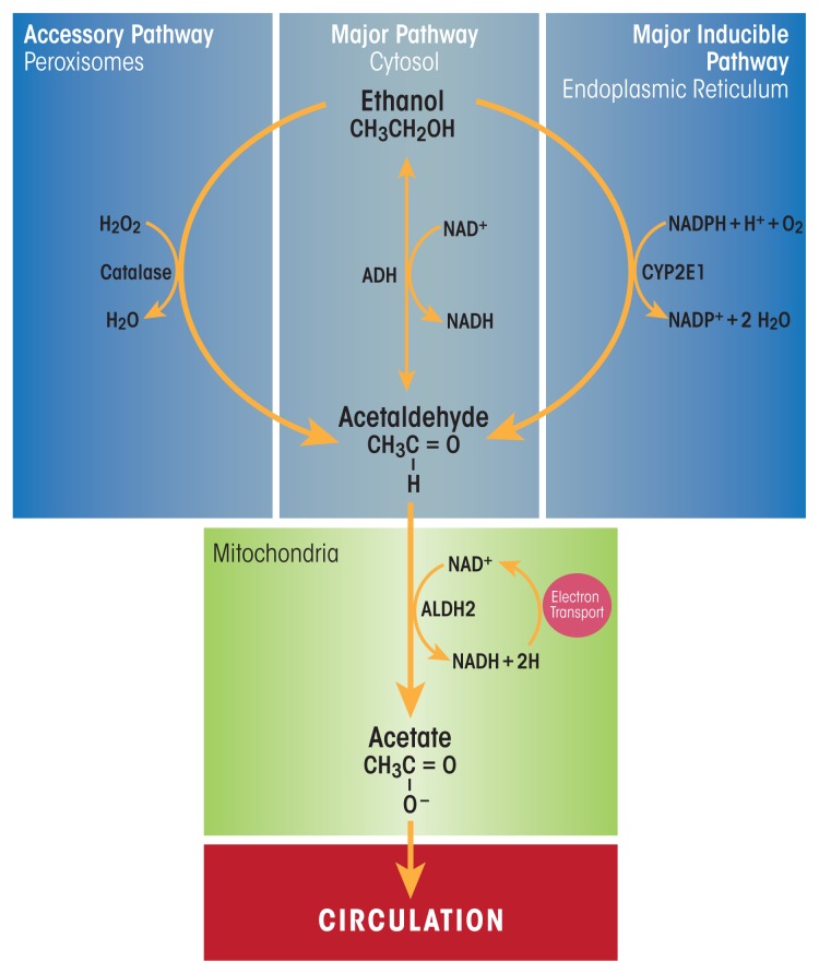 Alcoholic Liver Disease: Pathogenesis and Current Management.