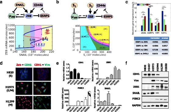 Distinguishing mechanisms underlying EMT tristability.