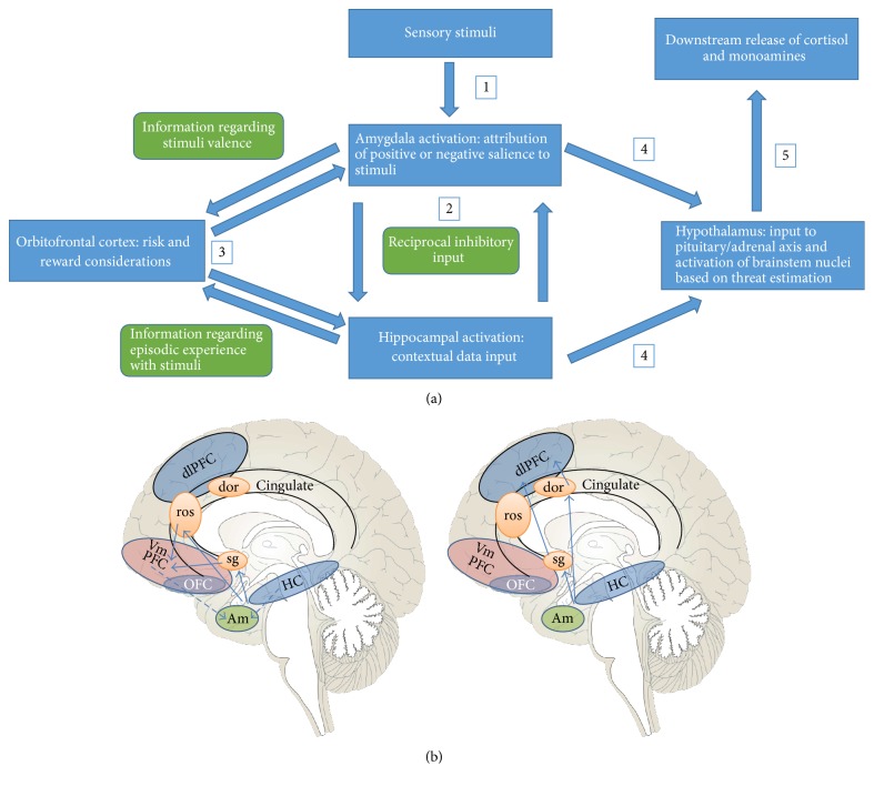 Epigenetic and Neural Circuitry Landscape of Psychotherapeutic Interventions.