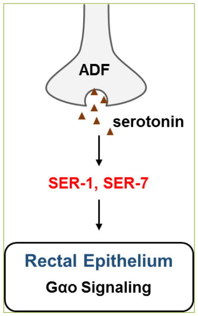 G protein-coupled receptors mediate neural regulation of innate immune responses in <i>caenorhabditis elegans</i>.