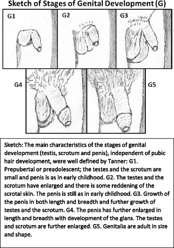 A medical calculator to determine testicular volumes matching ultrasound values from the width of the testis obtained in the scrotum with a centimeter ruler.