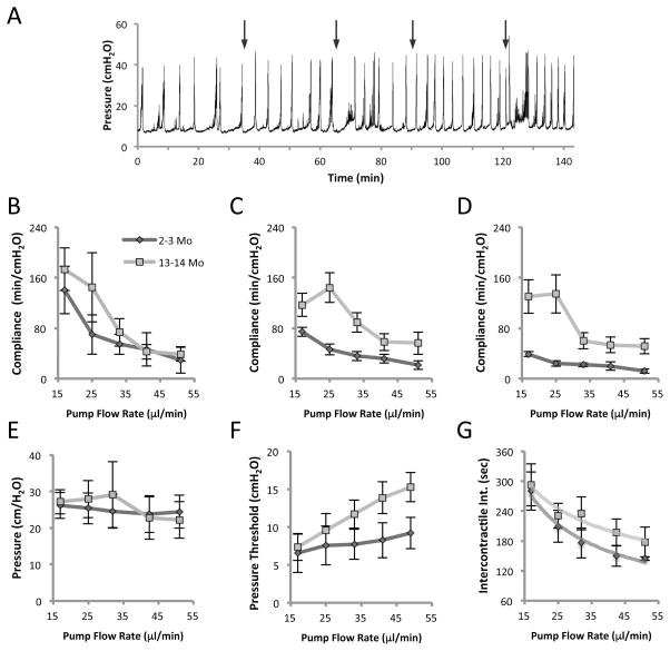 Effect of filling rate on cystometric parameters in young and middle aged mice.