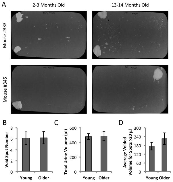 Effect of filling rate on cystometric parameters in young and middle aged mice.