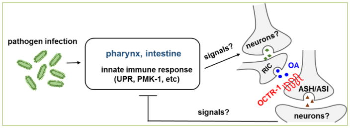 G protein-coupled receptors mediate neural regulation of innate immune responses in <i>caenorhabditis elegans</i>.