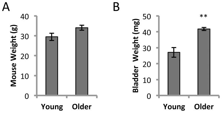 Effect of filling rate on cystometric parameters in young and middle aged mice.