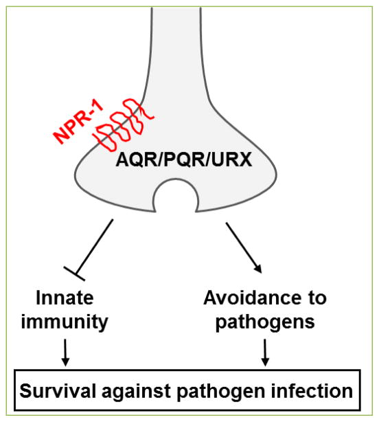 G protein-coupled receptors mediate neural regulation of innate immune responses in <i>caenorhabditis elegans</i>.