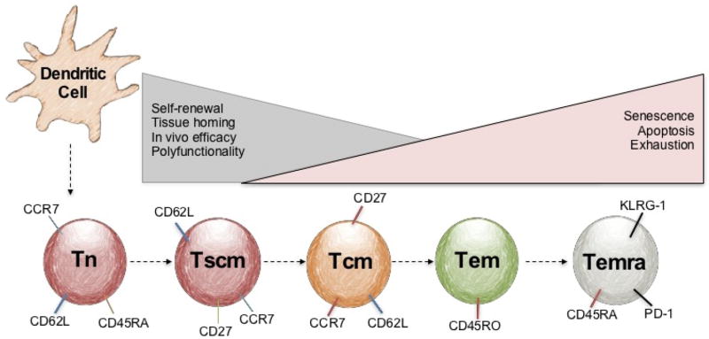 The Basics of Artificial Antigen Presenting Cells in T Cell-Based Cancer Immunotherapies.