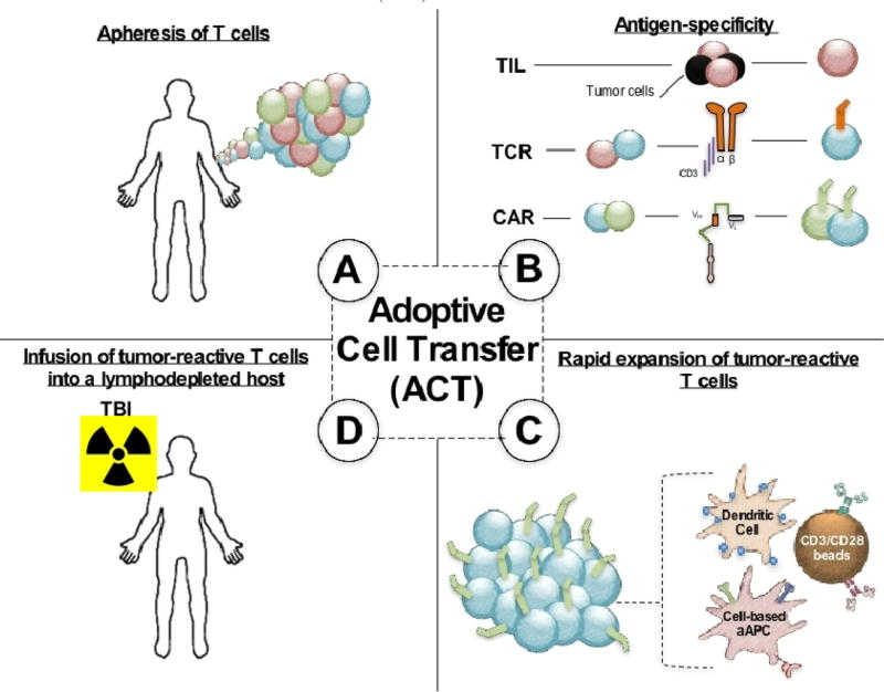 The Basics of Artificial Antigen Presenting Cells in T Cell-Based Cancer Immunotherapies.