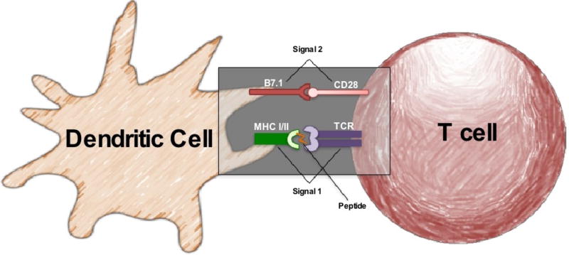 The Basics of Artificial Antigen Presenting Cells in T Cell-Based Cancer Immunotherapies.