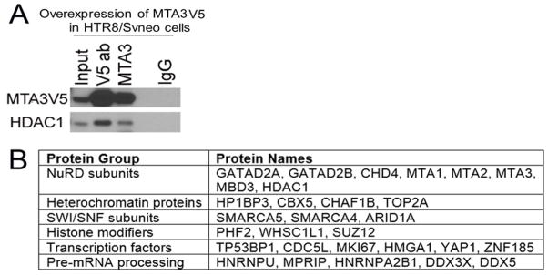 MTA3 Regulates Extravillous Trophoblast Invasion Through NuRD Complex.