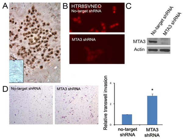 MTA3 Regulates Extravillous Trophoblast Invasion Through NuRD Complex.