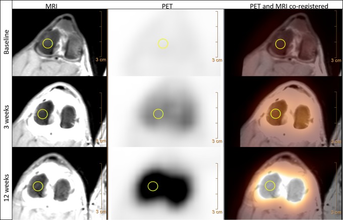 Feasibility of Na<sup>18</sup>F PET/CT and MRI for Noninvasive In Vivo Quantification of Knee Pathophysiological Bone Metabolism in a Canine Model of Post-traumatic Osteoarthritis.