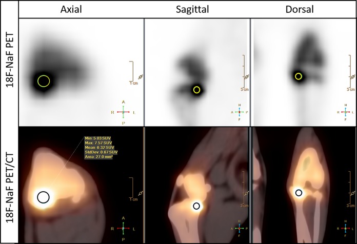 Feasibility of Na<sup>18</sup>F PET/CT and MRI for Noninvasive In Vivo Quantification of Knee Pathophysiological Bone Metabolism in a Canine Model of Post-traumatic Osteoarthritis.