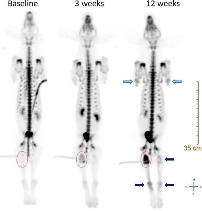 Feasibility of Na<sup>18</sup>F PET/CT and MRI for Noninvasive In Vivo Quantification of Knee Pathophysiological Bone Metabolism in a Canine Model of Post-traumatic Osteoarthritis.