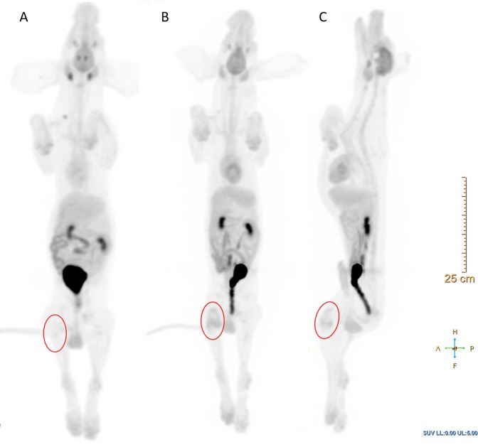 Preclinical Multimodal Molecular Imaging Using <sup>18</sup>F-FDG PET/CT and MRI in a Phase I Study of a Knee Osteoarthritis in In Vivo Canine Model.