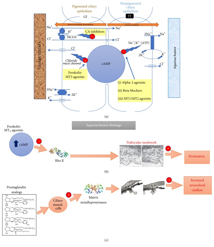 Neuroprotection in Glaucoma: Old and New Promising Treatments.