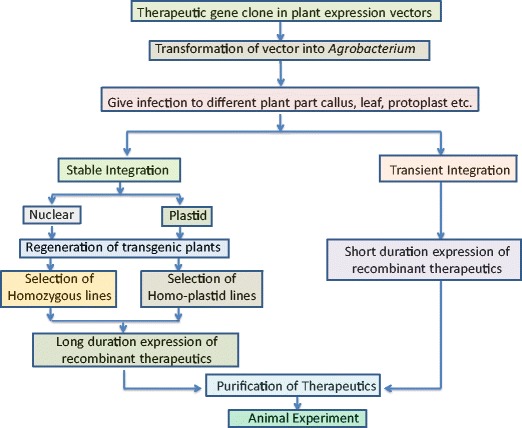 Recombinant Plant Engineering for Immunotherapeutic Production.