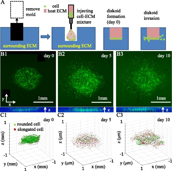 Probing three-dimensional collective cancer invasion with DIGME.