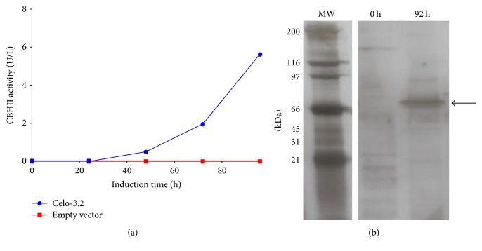 Production of Recombinant <i>Trichoderma reesei</i> Cellobiohydrolase II in a New Expression System Based on <i>Wickerhamomyces anomalus</i>.