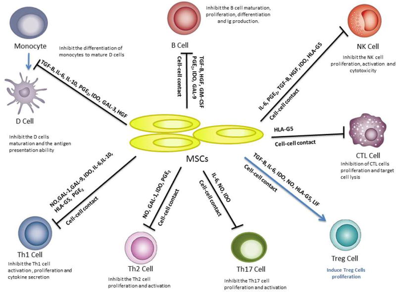 Immunomodulation by Mesenchymal Stromal Cells and Their Clinical Applications.