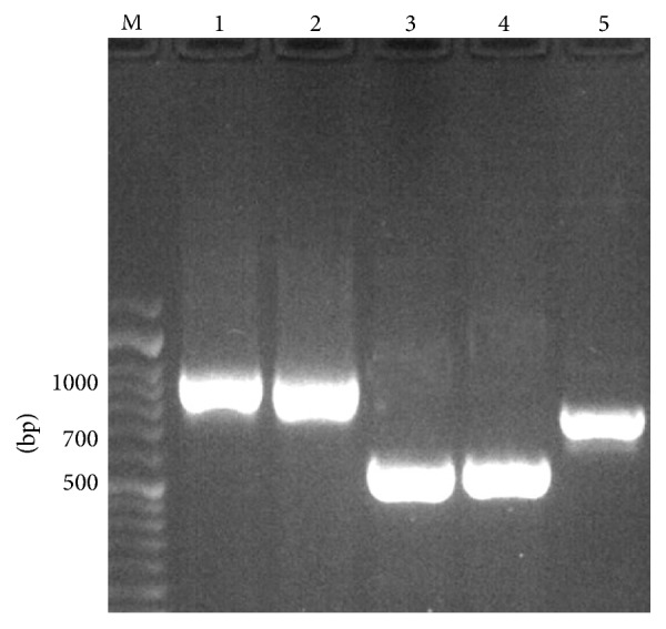 Evaluation of CAMP-Like Effect, Biofilm Formation, and Discrimination of <i>Candida africana</i> from Vaginal <i>Candida albicans</i> Species.