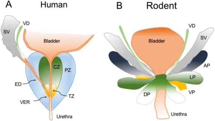 Role of prostatic interstitial cells in prostate motility.