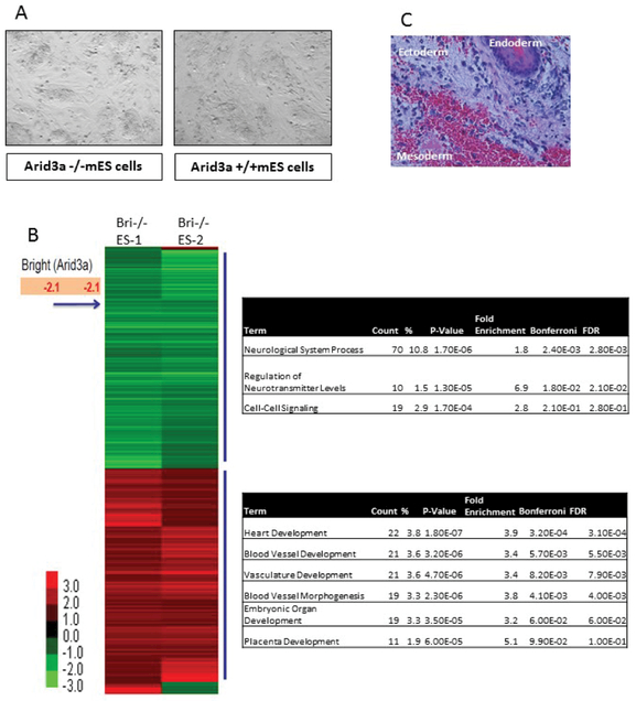 Arid3a regulates mesoderm differentiation in mouse embryonic stem cells.