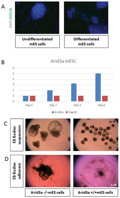 Arid3a regulates mesoderm differentiation in mouse embryonic stem cells.