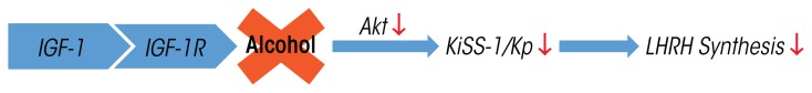 Alcohol and Puberty: Mechanisms of Delayed Development